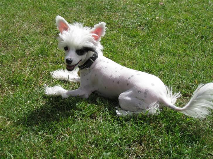 Chinese crested powder puff Chloé billede 2