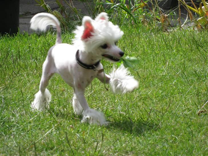 Chinese crested powder puff Chloé billede 3