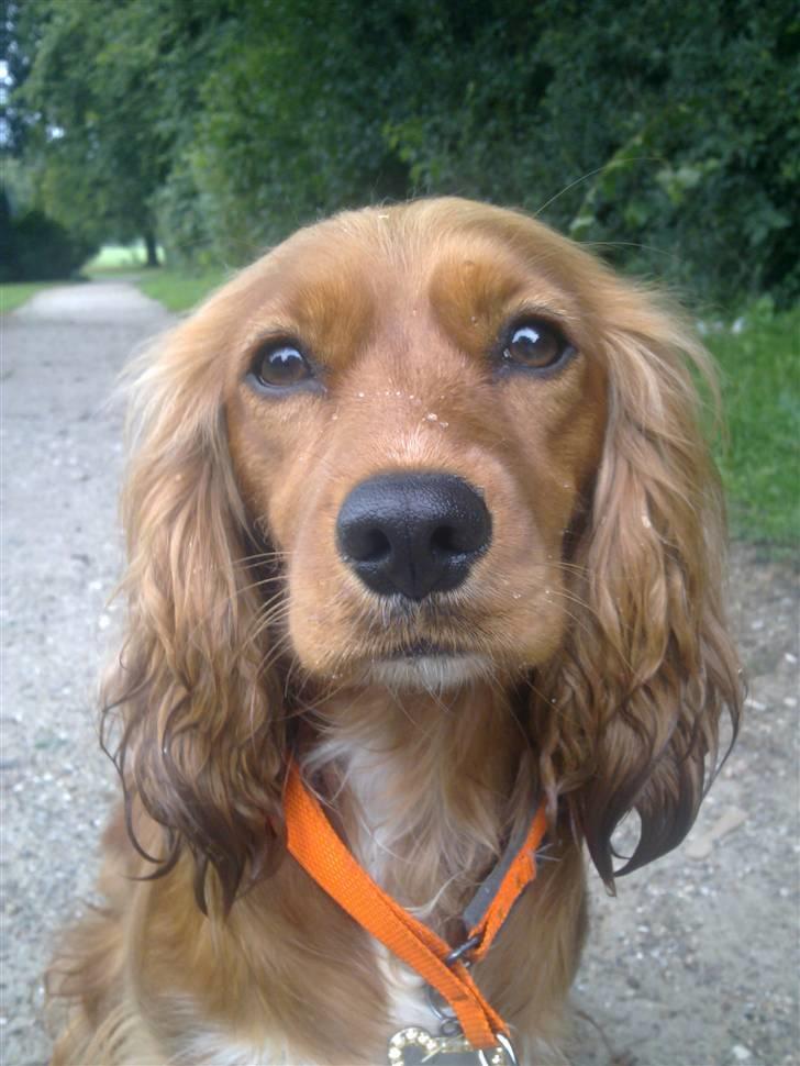 Blanding af racer (Cocker/Cavalier) Holly. billede 1