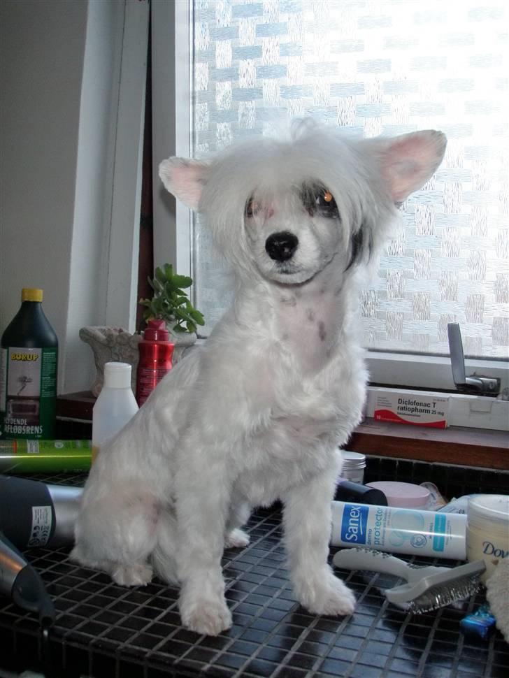 Chinese crested powder puff Chloé billede 4