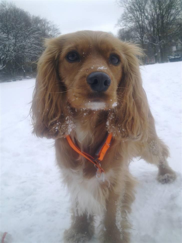 Blanding af racer (Cocker/Cavalier) Holly. - Vinter 2010 billede 2
