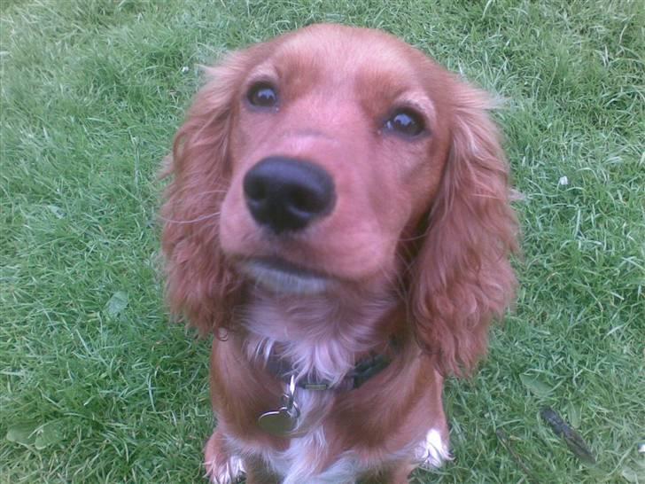 Blanding af racer (Cocker/Cavalier) Holly. billede 3