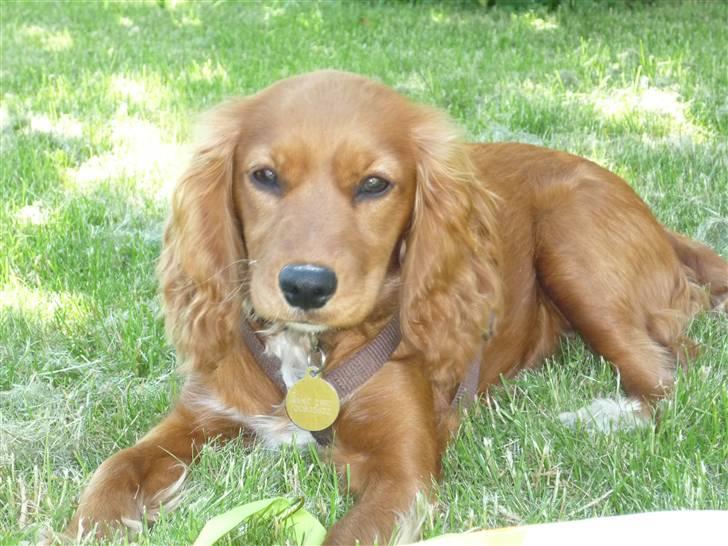 Blanding af racer (Cocker/Cavalier) Holly. - Holly, slikker sol i sommerhuset. billede 4