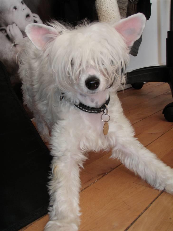 Chinese crested powder puff Chloé billede 5