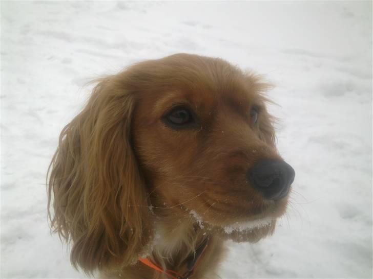 Blanding af racer (Cocker/Cavalier) Holly. - Vinter 2010 billede 5