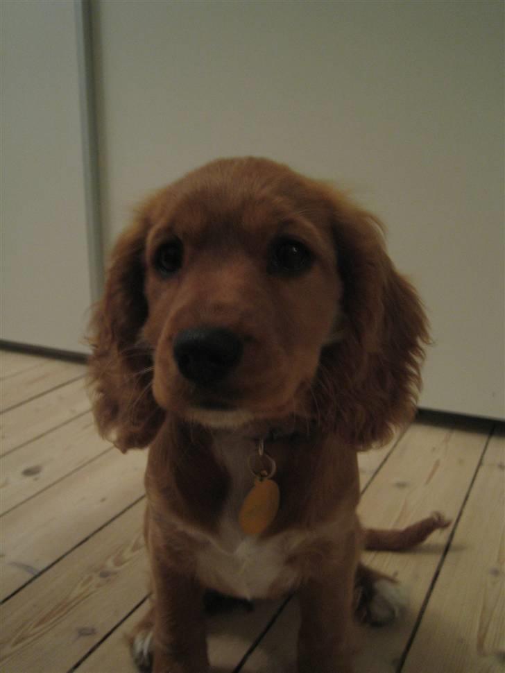 Blanding af racer (Cocker/Cavalier) Holly. - Holly, som  hvalp. 14 uger. billede 6