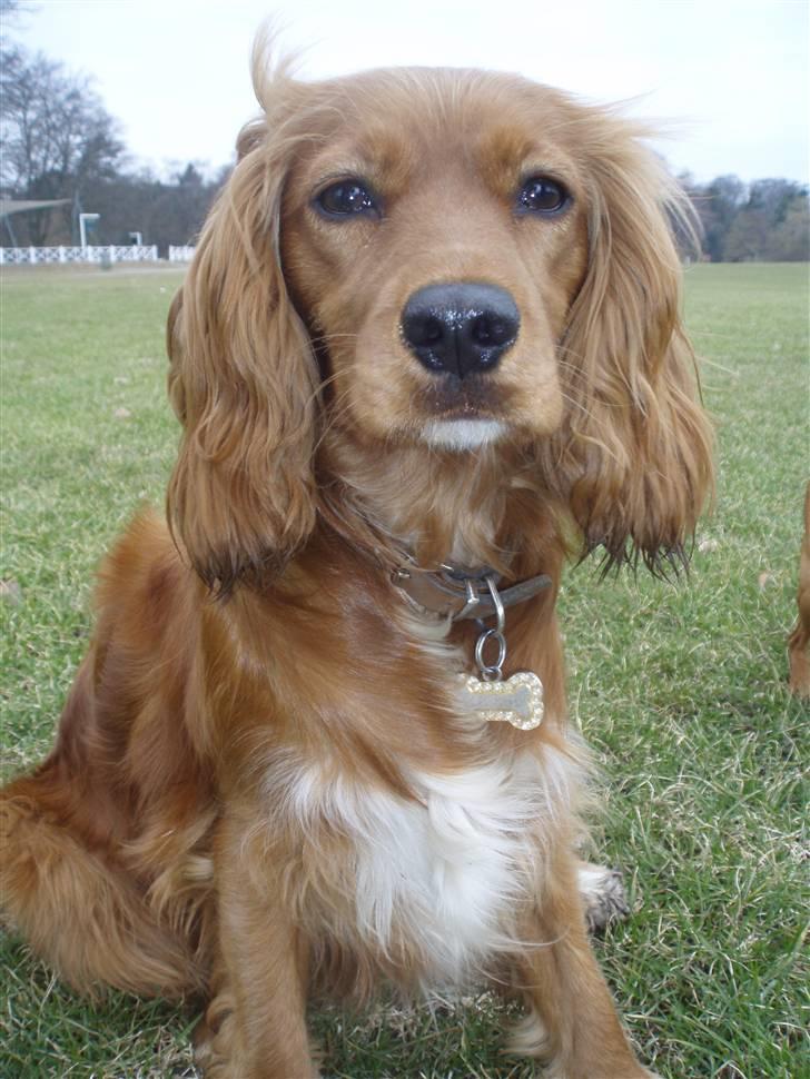 Blanding af racer (Cocker/Cavalier) Holly. billede 7