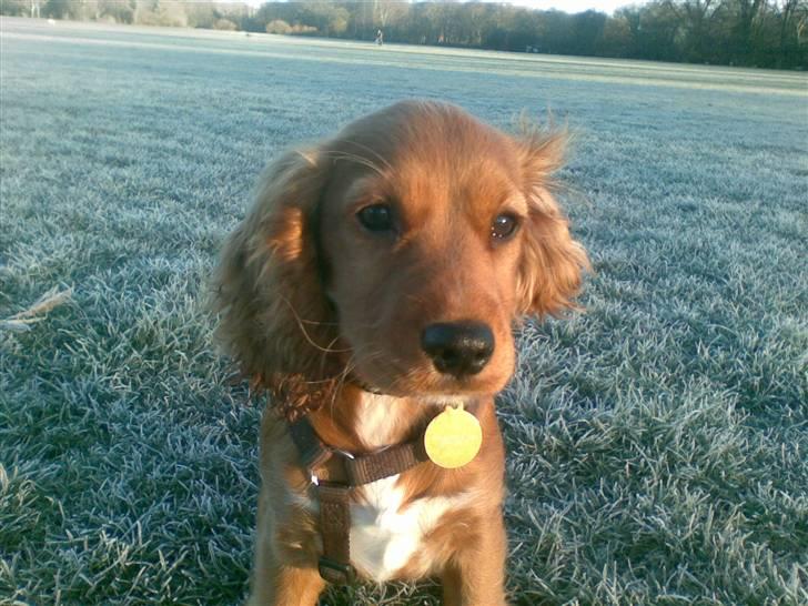 Blanding af racer (Cocker/Cavalier) Holly. - En yngre Holly. billede 8