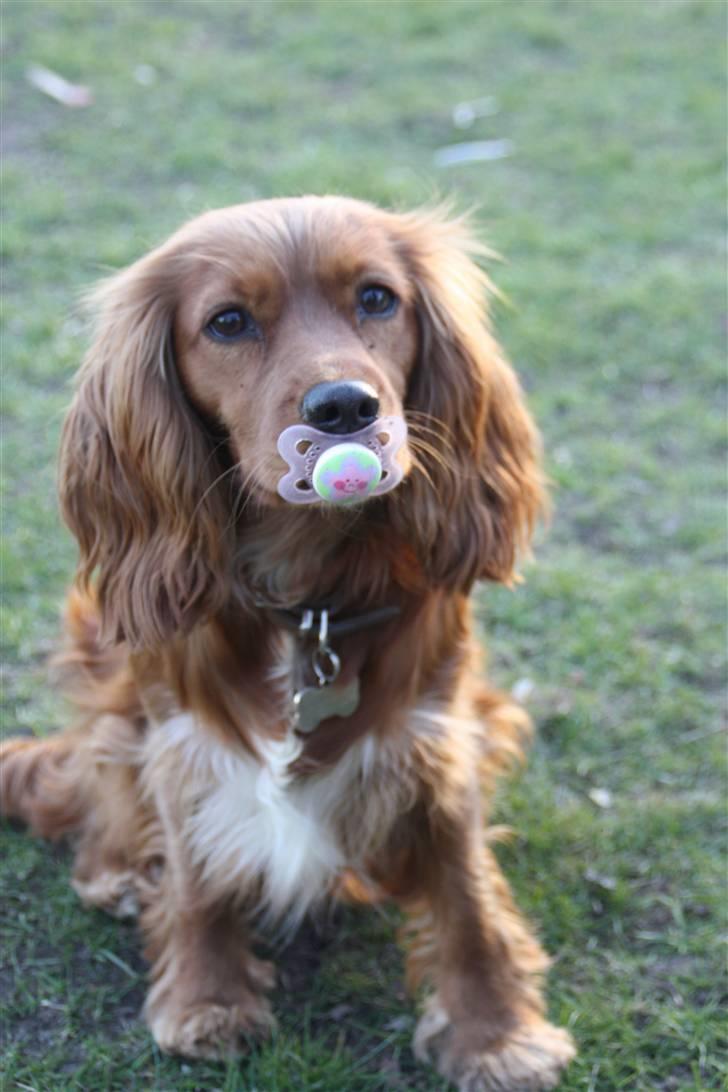 Blanding af racer (Cocker/Cavalier) Holly. - Holly, er helt pjattet med sutter. Hun finder ca. 3-4 sutter om dagen :-) billede 9
