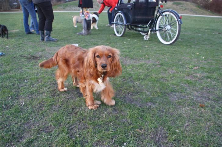 Blanding af racer (Cocker/Cavalier) Holly. billede 10