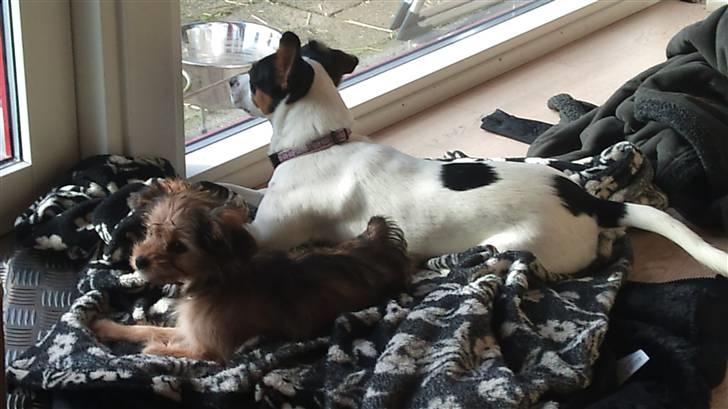 Blanding af racer Cookie - Vi holder lige øje med hvad der sker i haven billede 6