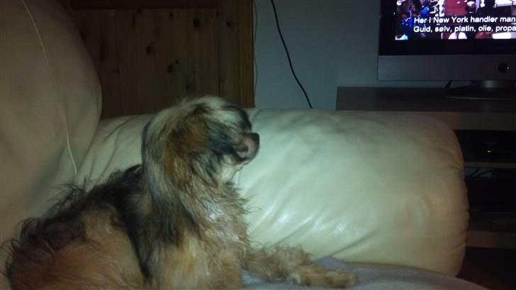 Blanding af racer Cookie - Er nu begyndt at se tv avisen billede 7