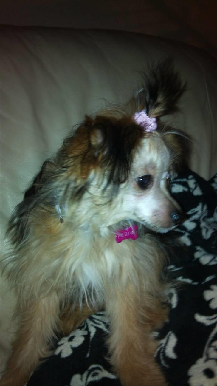 Blanding af racer Cookie - Jeg ryster på hovedet om lidt, så er jeg HUND igen. billede 8