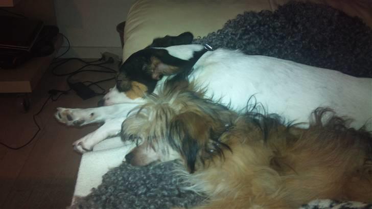 Blanding af racer Cookie - Min bedste ven Tøsen billede 9