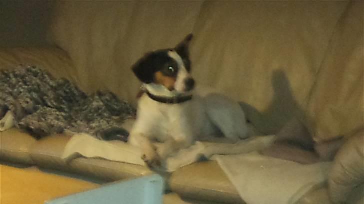 Blanding af racer Tøsen - Er der ingen der gider lege? billede 9