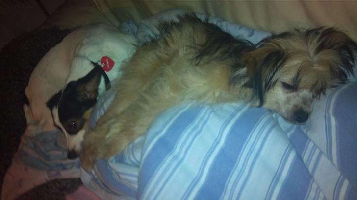 Blanding af racer Tøsen - Hygge på fars dyne billede 11