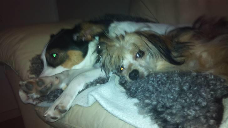 Blanding af racer Tøsen - Putte putte putte... billede 12