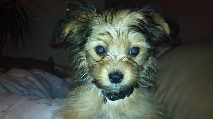 Blanding af racer Cookie - Inden mor klippede skægget af mig billede 10