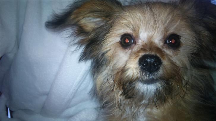 Blanding af racer Cookie - Jeg er sååå sød billede 11