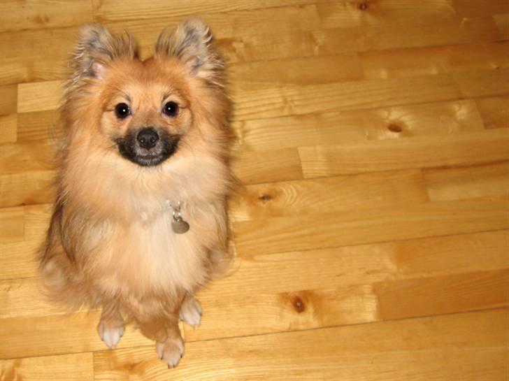 Blanding af racer Viggo billede 1