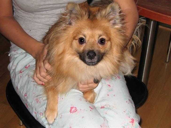 Blanding af racer Viggo - Viggo 1 år gammel. Sidder smukt og hygger på mors skød. billede 2