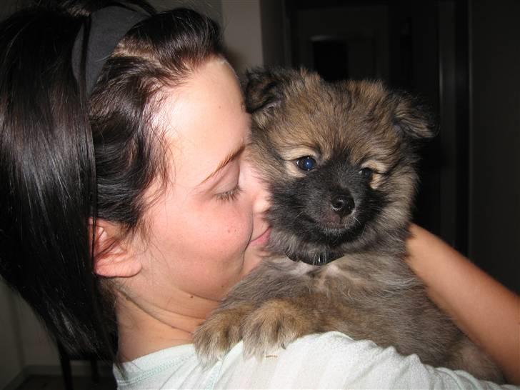 Blanding af racer Viggo - Viggo hygger sig oppe hos han mor :-) billede 4