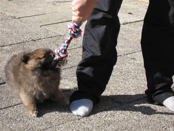 Blanding af racer Viggo - Viggo da vi lige var kommet hjem efter vi havde hentet ham :-) billede 5