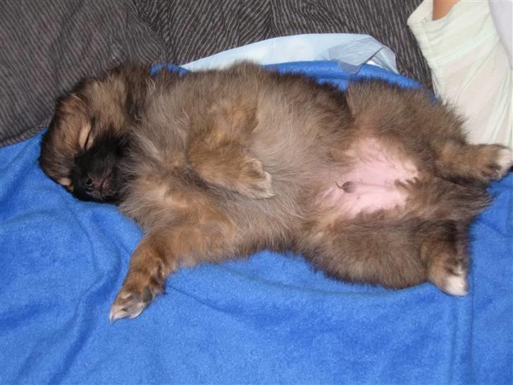 Blanding af racer Viggo - Viggo er træt efter hans første dag hos os ;-) billede 6