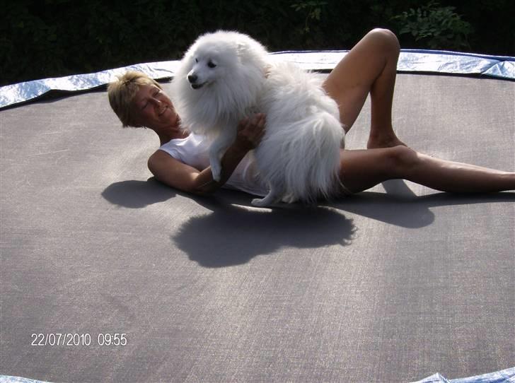 Japansk spids kato - en trampolin er til at hoppe på mor billede 10