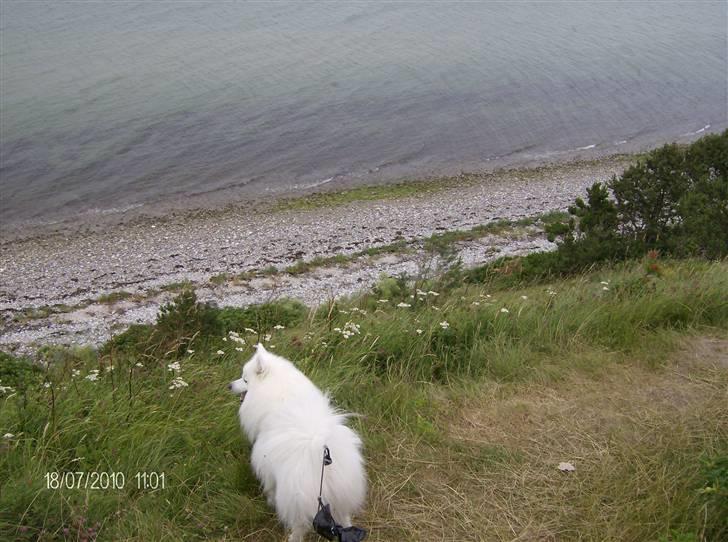 Japansk spids kato - skøn udsigt her på samsø billede 11