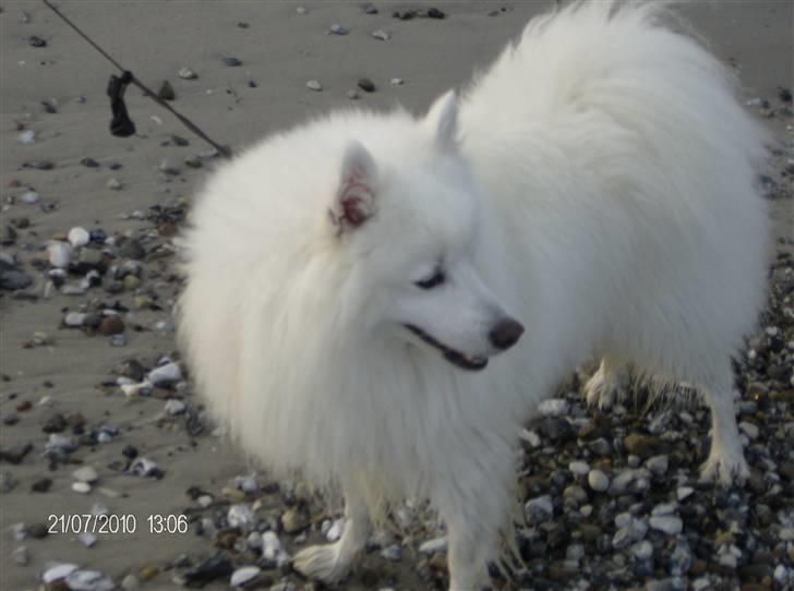Japansk spids kato - det er skønt at være på sommerferie her på samsø billede 12