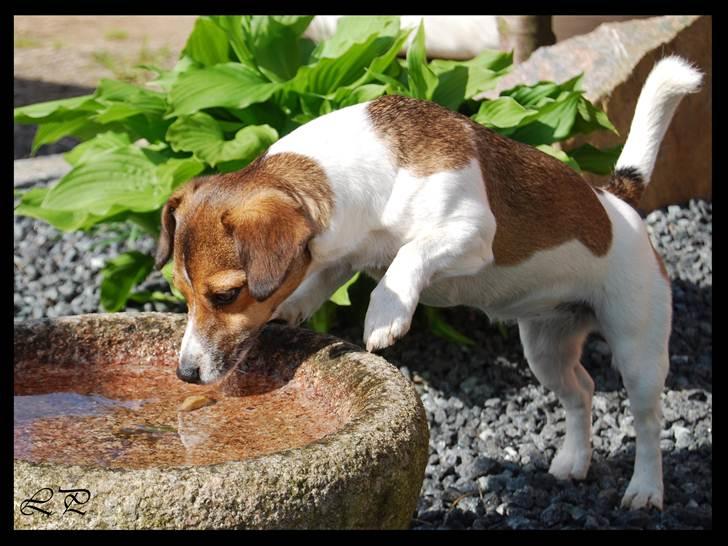 Jack russell terrier Amy - Velkommen til min profil billede 2