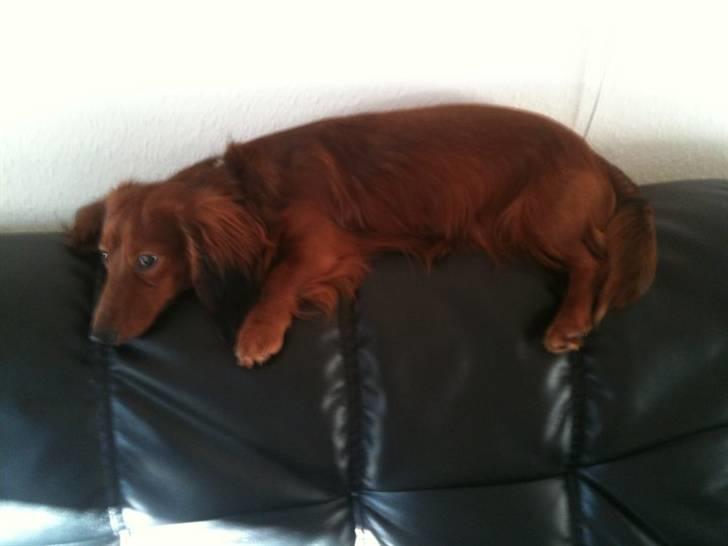 Dværggravhund Balder - sofaryggen er super dejig at ligge på :) billede 3