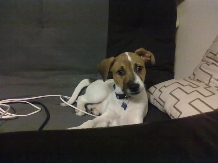 Blanding af racer Sofus billede 1