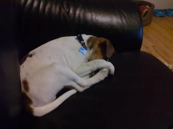 Blanding af racer Sofus billede 2