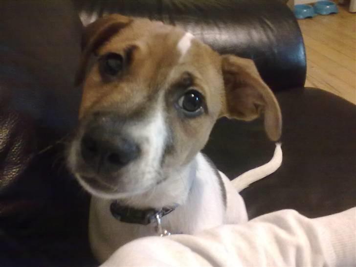 Blanding af racer Sofus billede 3