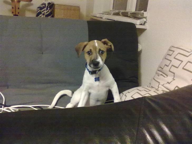 Blanding af racer Sofus billede 4