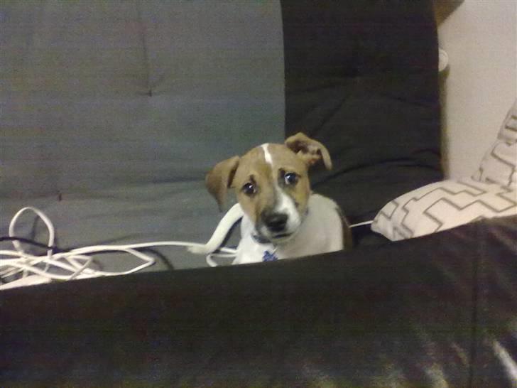 Blanding af racer Sofus billede 5