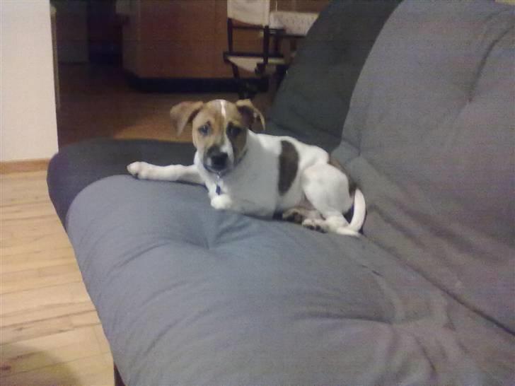 Blanding af racer Sofus billede 6