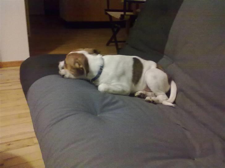 Blanding af racer Sofus billede 7