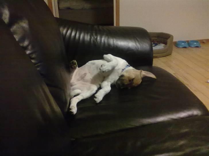 Blanding af racer Sofus billede 8