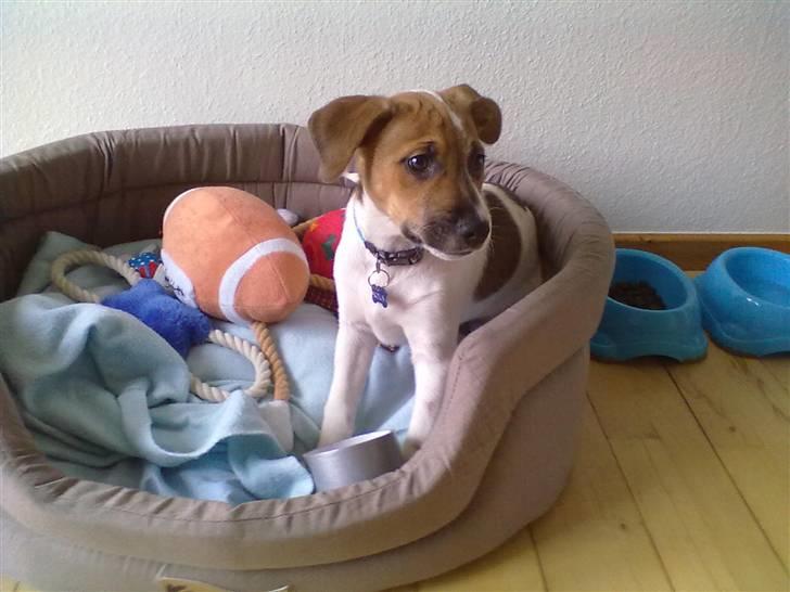 Blanding af racer Sofus billede 9