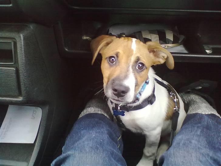 Blanding af racer Sofus billede 10