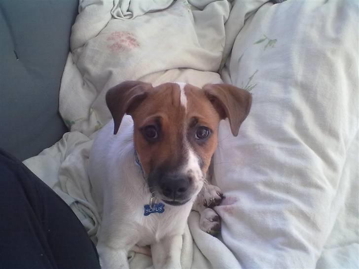 Blanding af racer Sofus billede 11