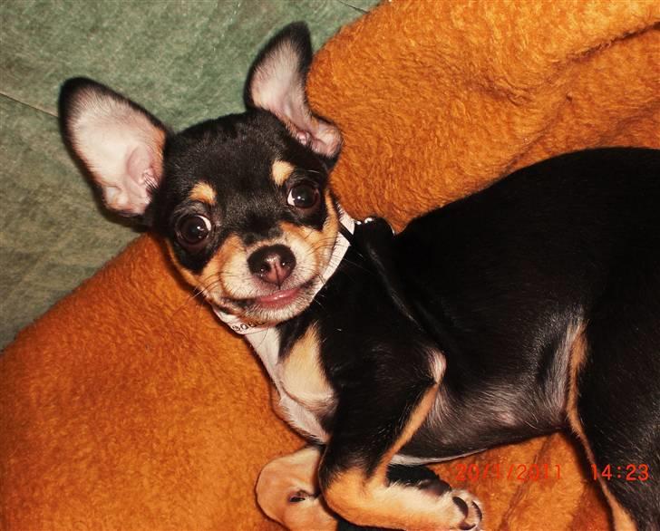 Chihuahua Fifi *RIP*  billede 14