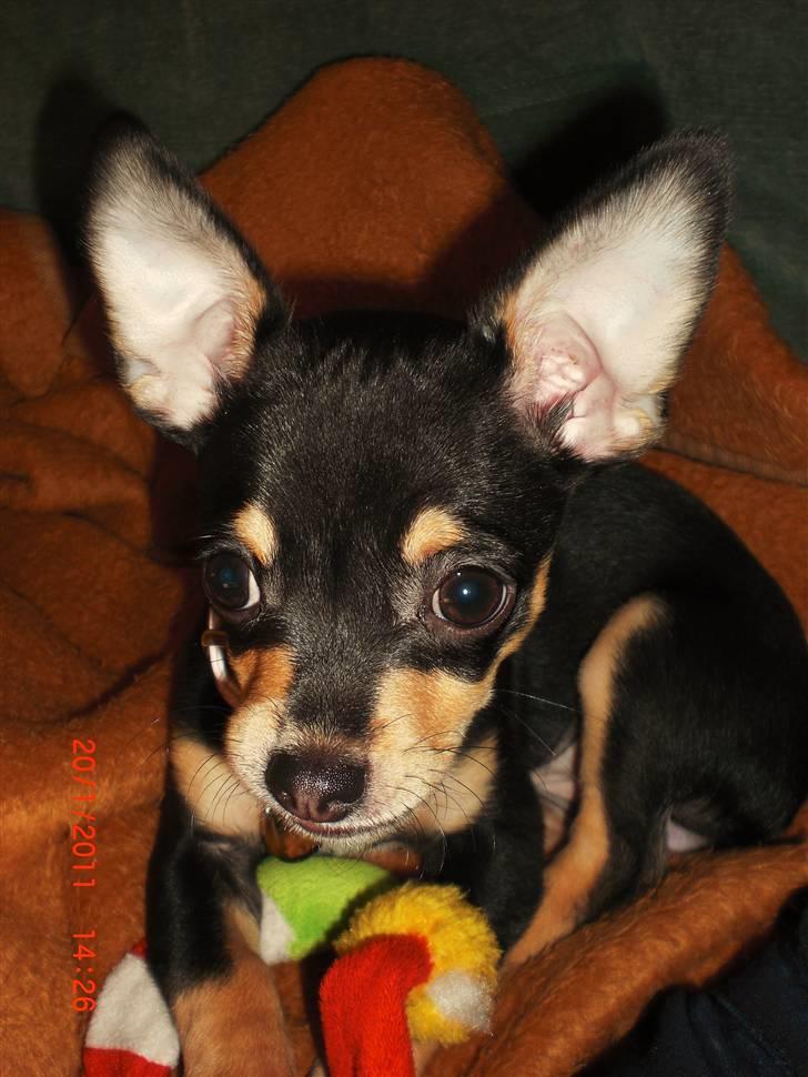 Chihuahua Fifi *RIP*  billede 15