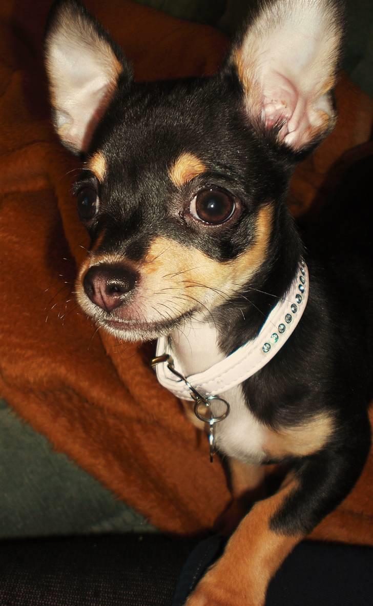 Chihuahua Fifi *RIP*  billede 16