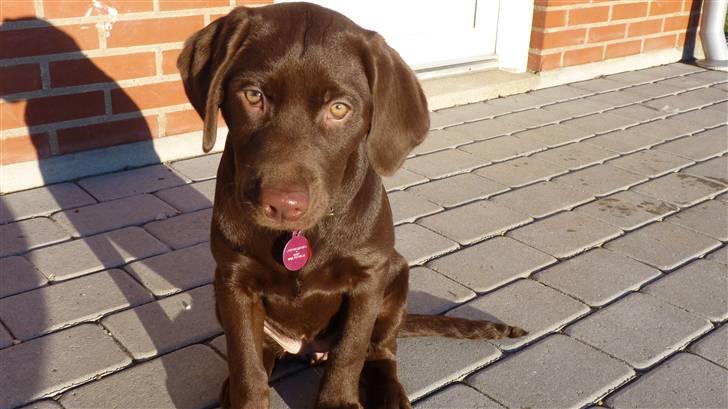 Labrador retriever KASJA * Solgt d.19 - 02 - 2012* - Kasja :-) billede 10