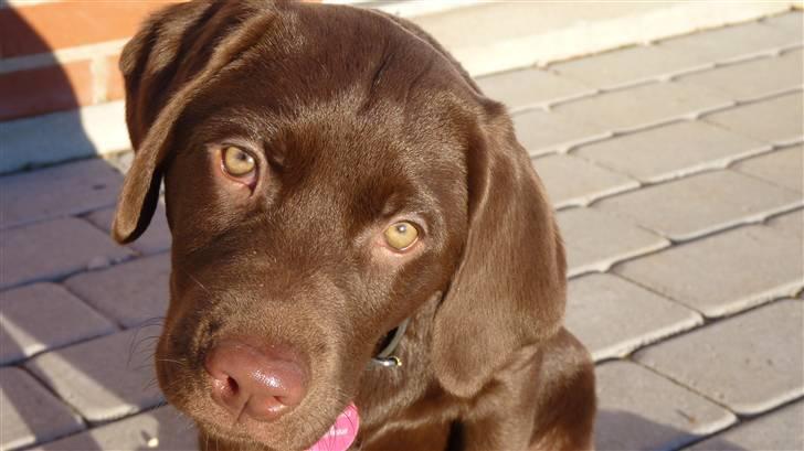 Labrador retriever KASJA * Solgt d.19 - 02 - 2012* - Kasja :-D billede 11