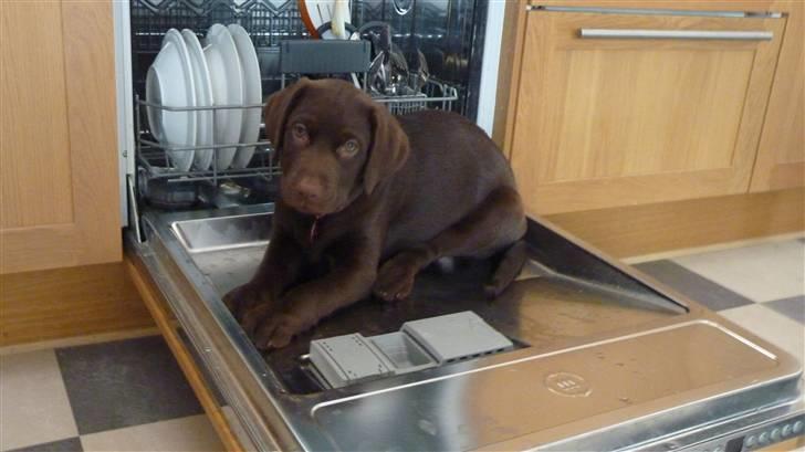 Labrador retriever KASJA * Solgt d.19 - 02 - 2012* - Kasja i opvaskemaskinen :-D  Dumme hund :-) billede 12